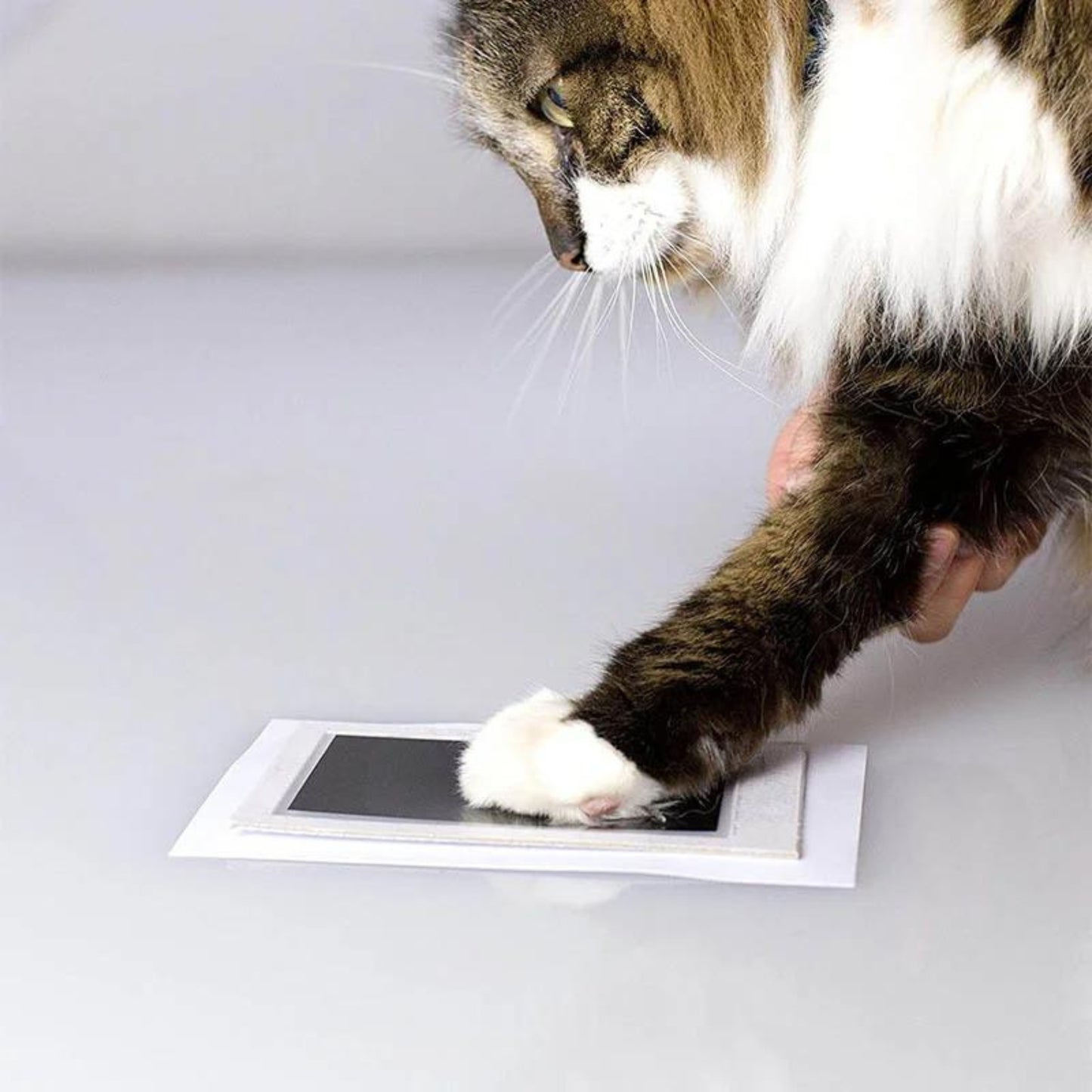 Kit d’empreinte pour animaux